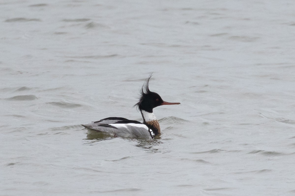 Red-breasted Merganser - ML617159620