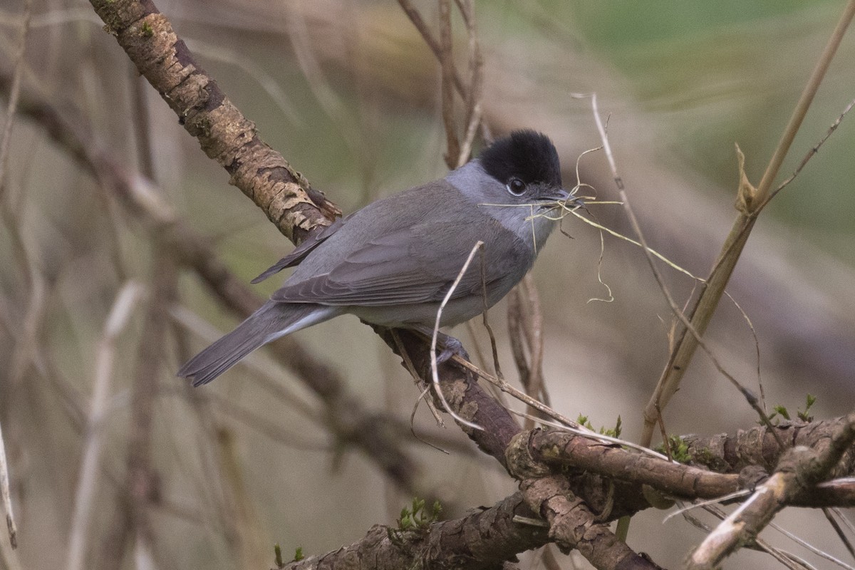 Eurasian Blackcap - ML617159632