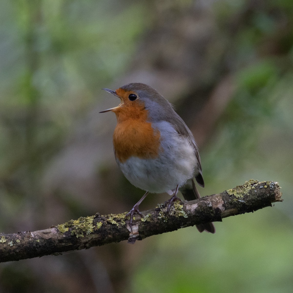 European Robin - ML617159638