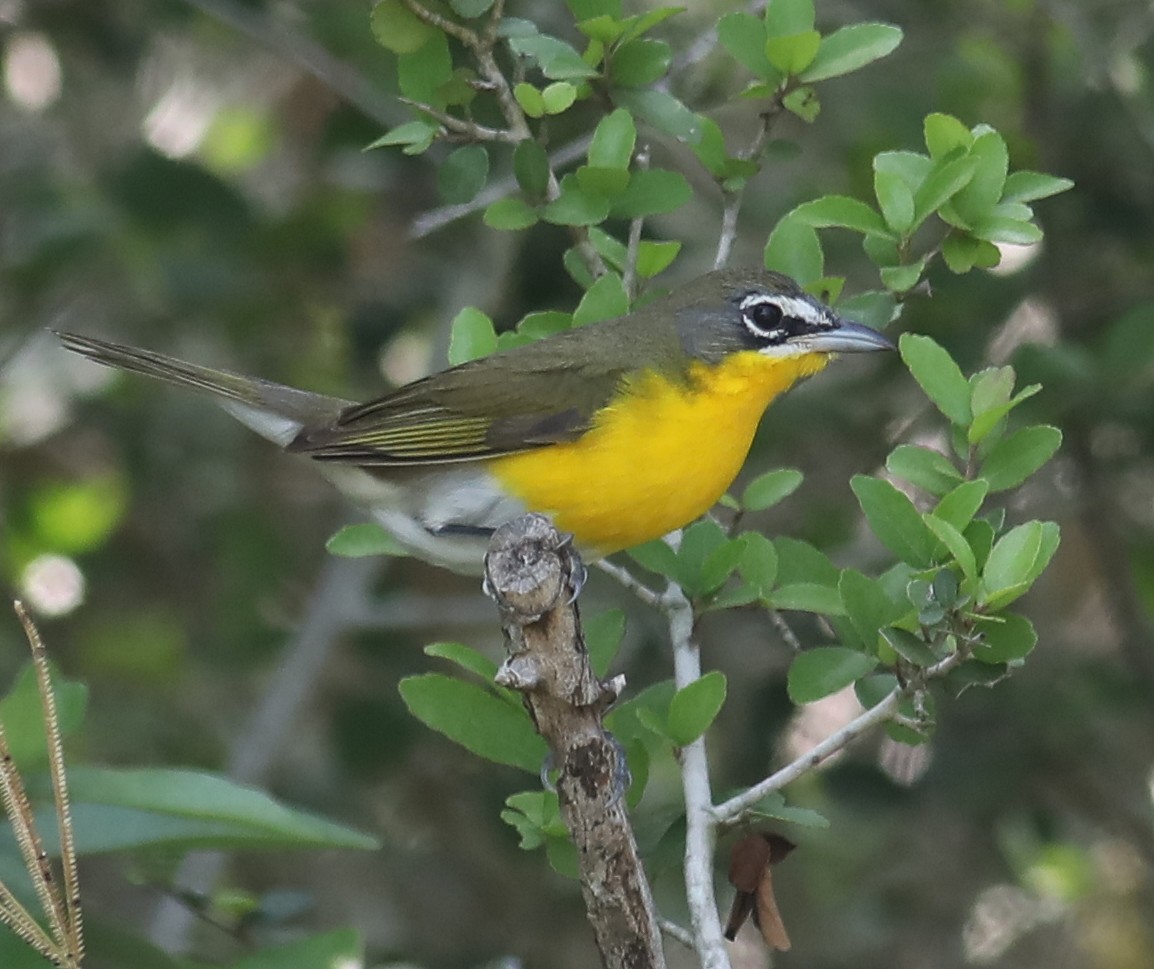 Yellow-breasted Chat - ML617159649