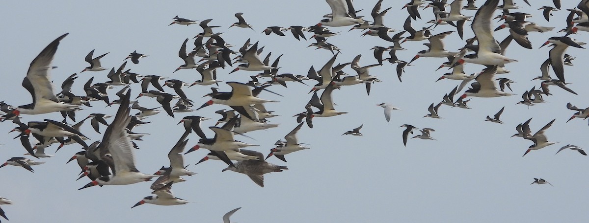 Black Skimmer - Annette Daughdrill