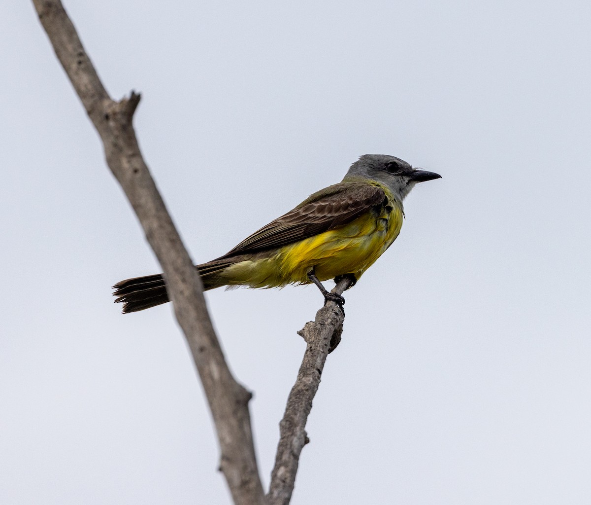 Couch's Kingbird - ML617159680