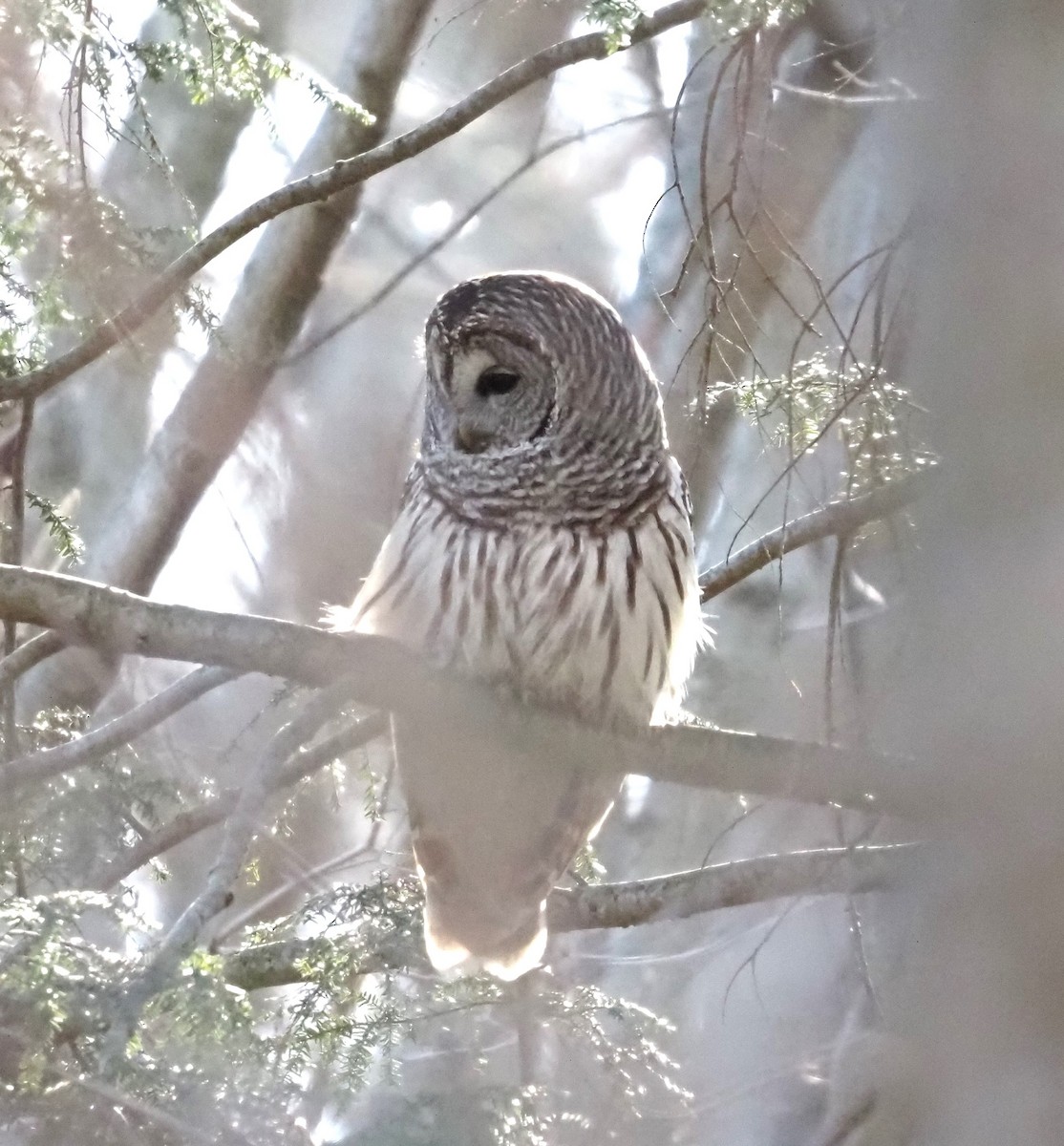 Barred Owl - Jennifer Reck