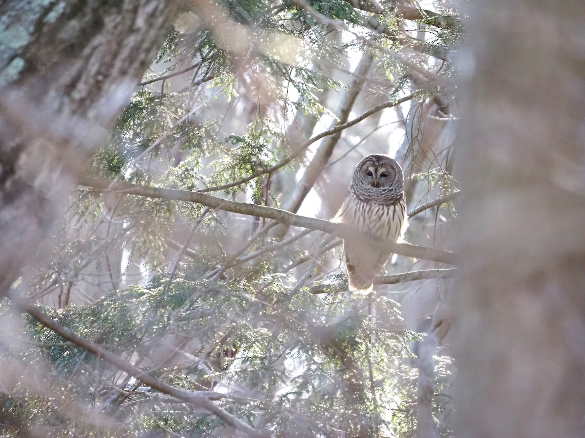 Barred Owl - ML617159693