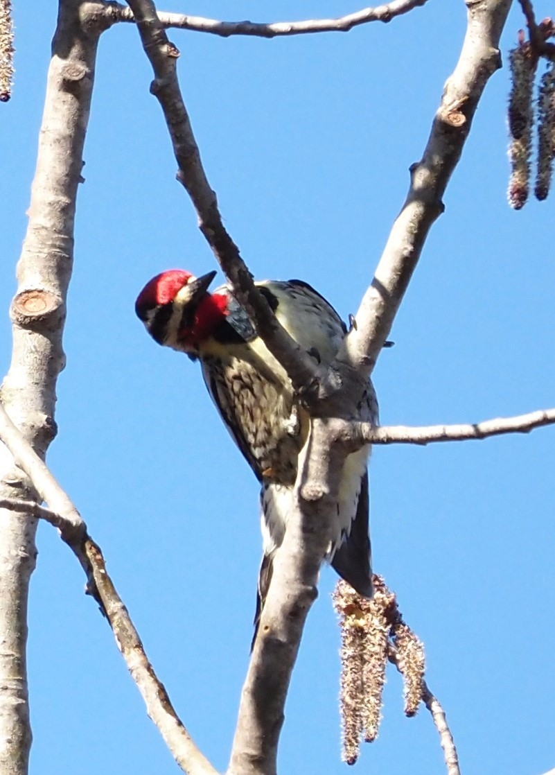 נקר צהוב-בטן - ML617159709