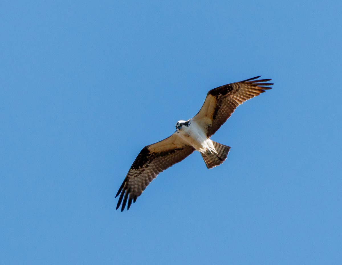 Balbuzard pêcheur - ML617159716