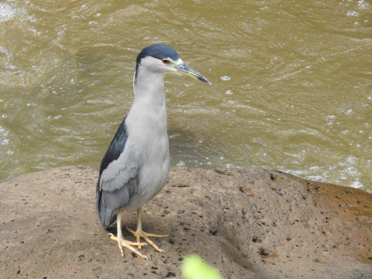 Black-crowned Night Heron - ML617159722