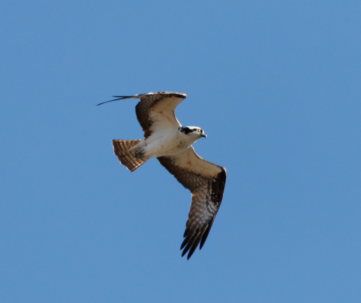 Balbuzard pêcheur - ML617159778