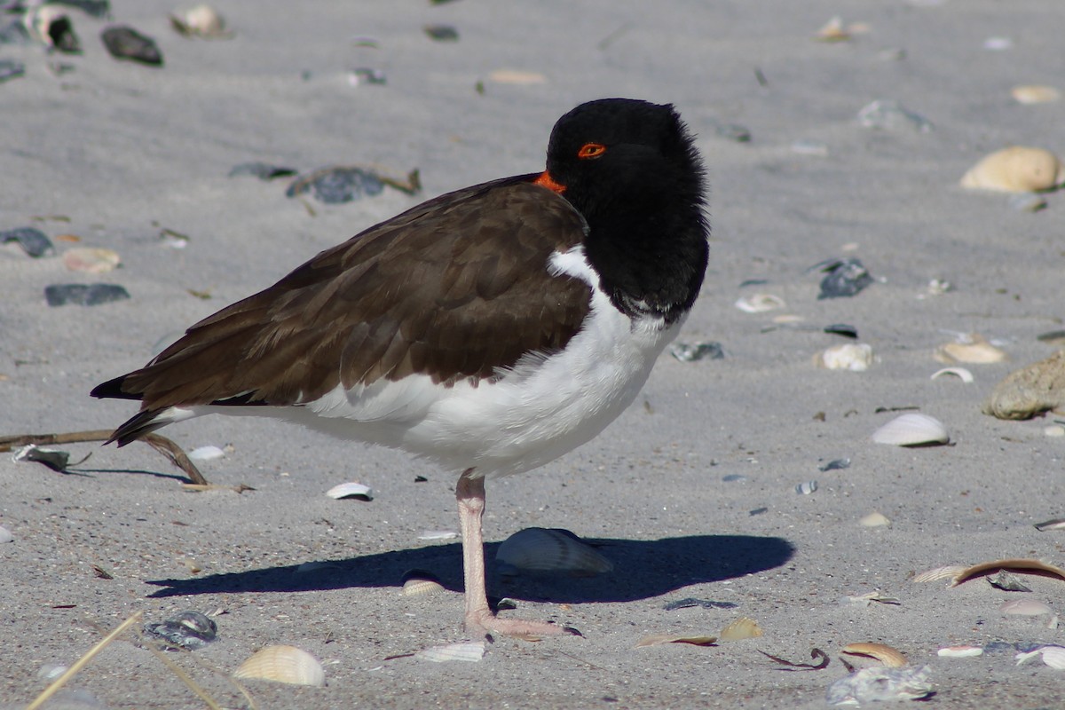 American Oystercatcher - Kevin Markham