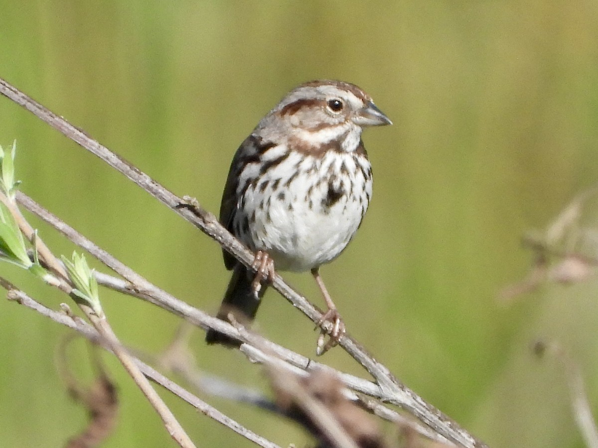 Song Sparrow - ML617159800