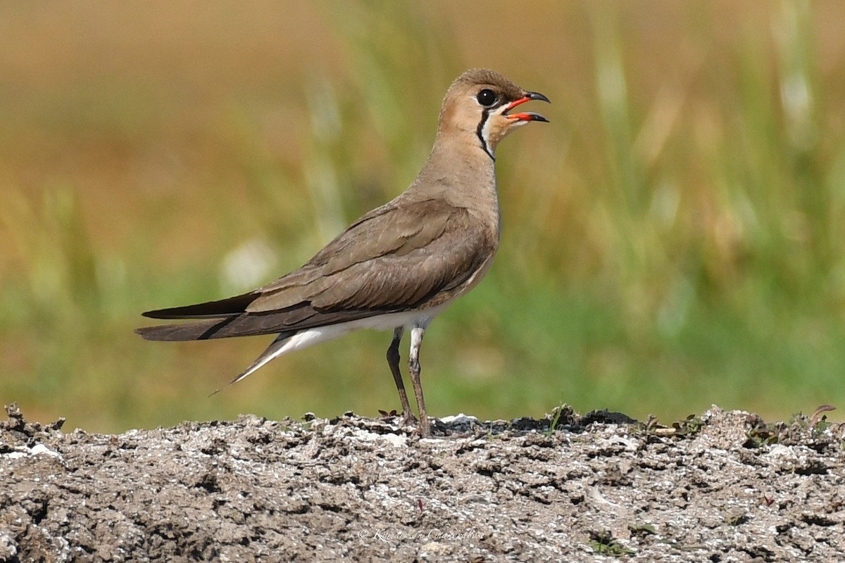 Oriental Pratincole - ML617159806