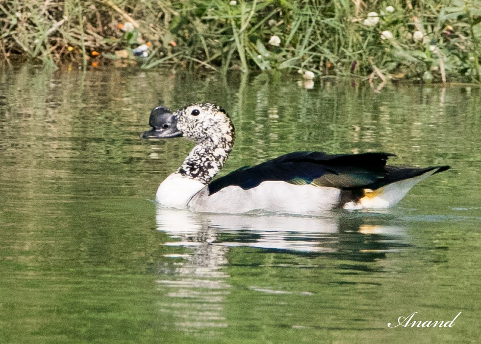 Knob-billed Duck - ML617159808