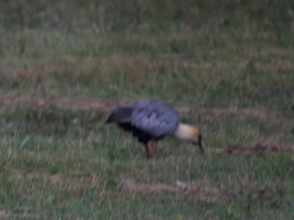 Black-faced Ibis - ML617159823