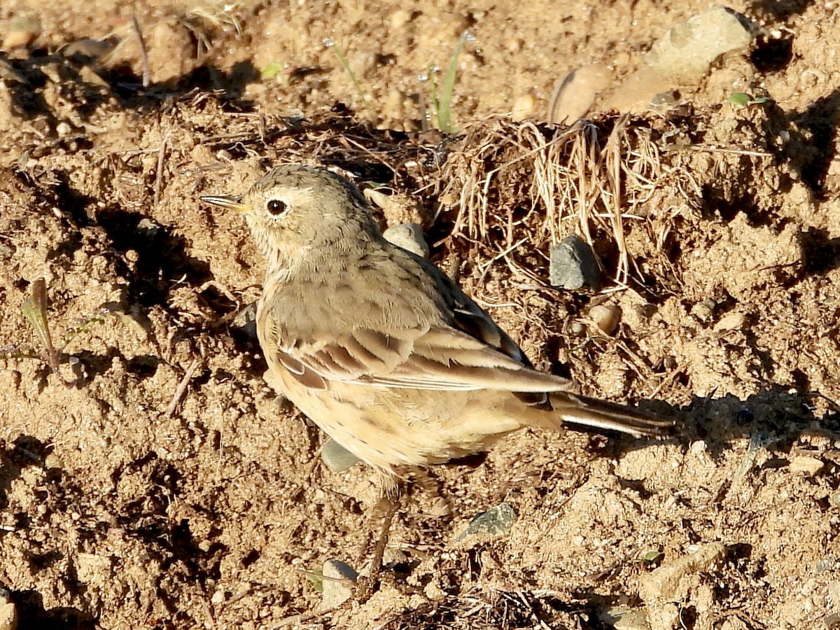 American Pipit - ML617159828