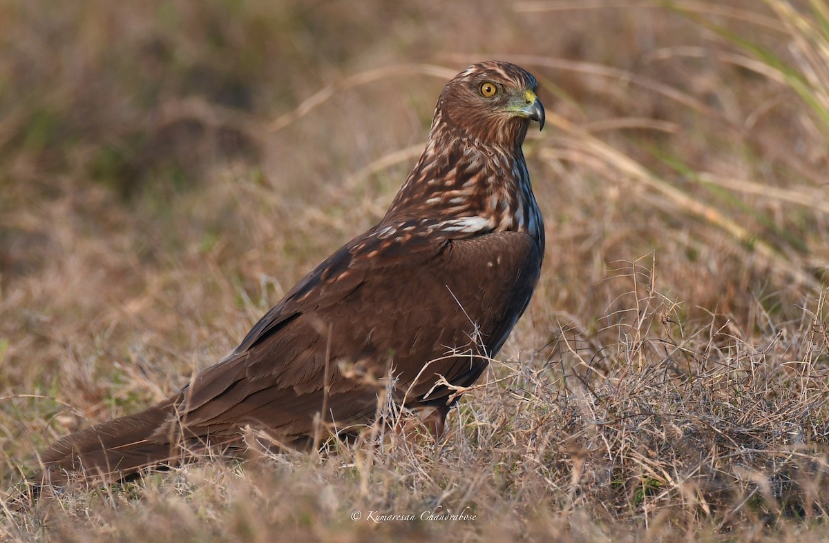 Eastern Marsh Harrier - ML617159845