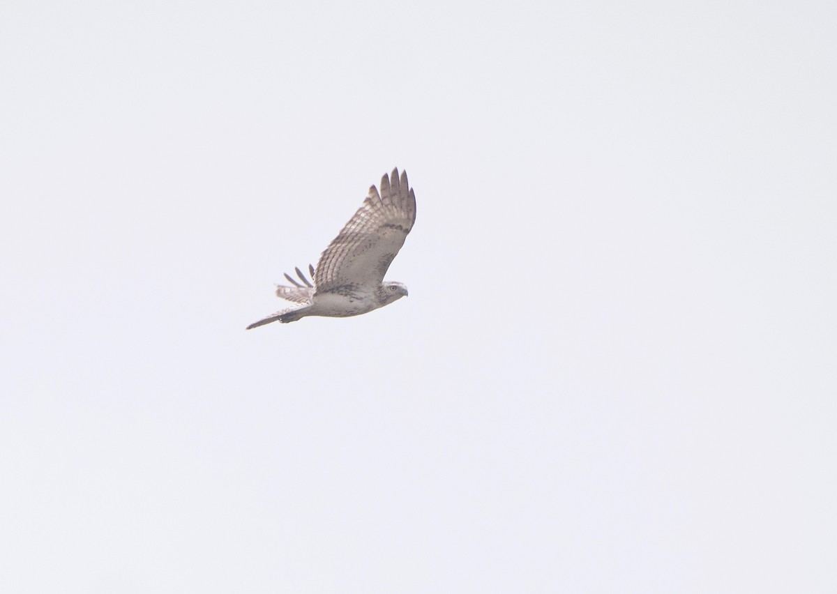 Red-tailed Hawk (Krider's) - ML617159878