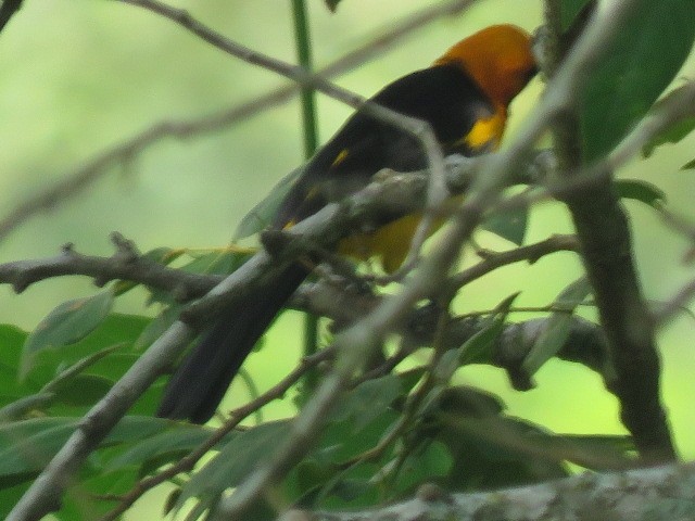 Orange-crowned Oriole - Cesar Lopez Bustamante