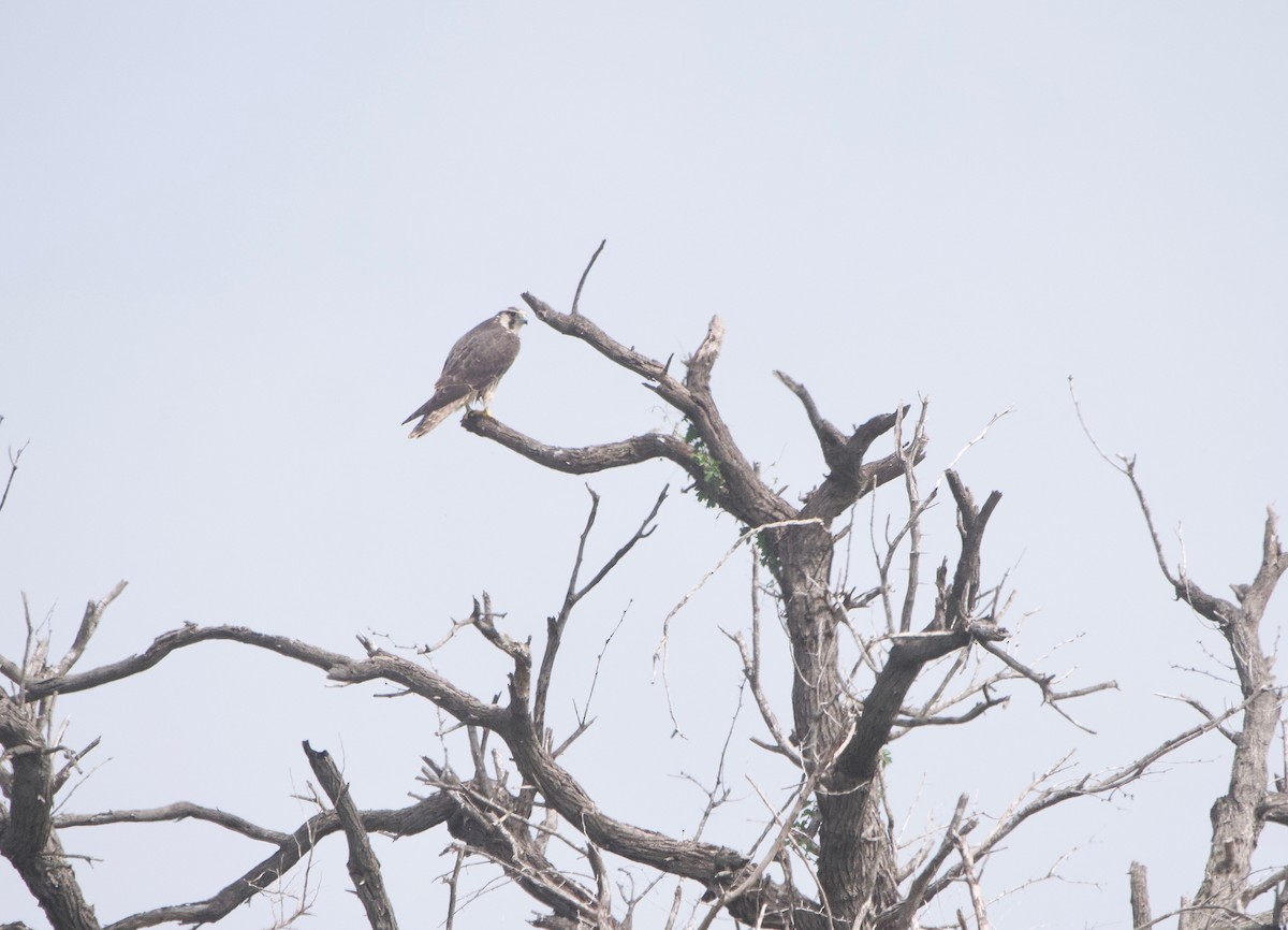 Peregrine Falcon (Tundra) - ML617159892