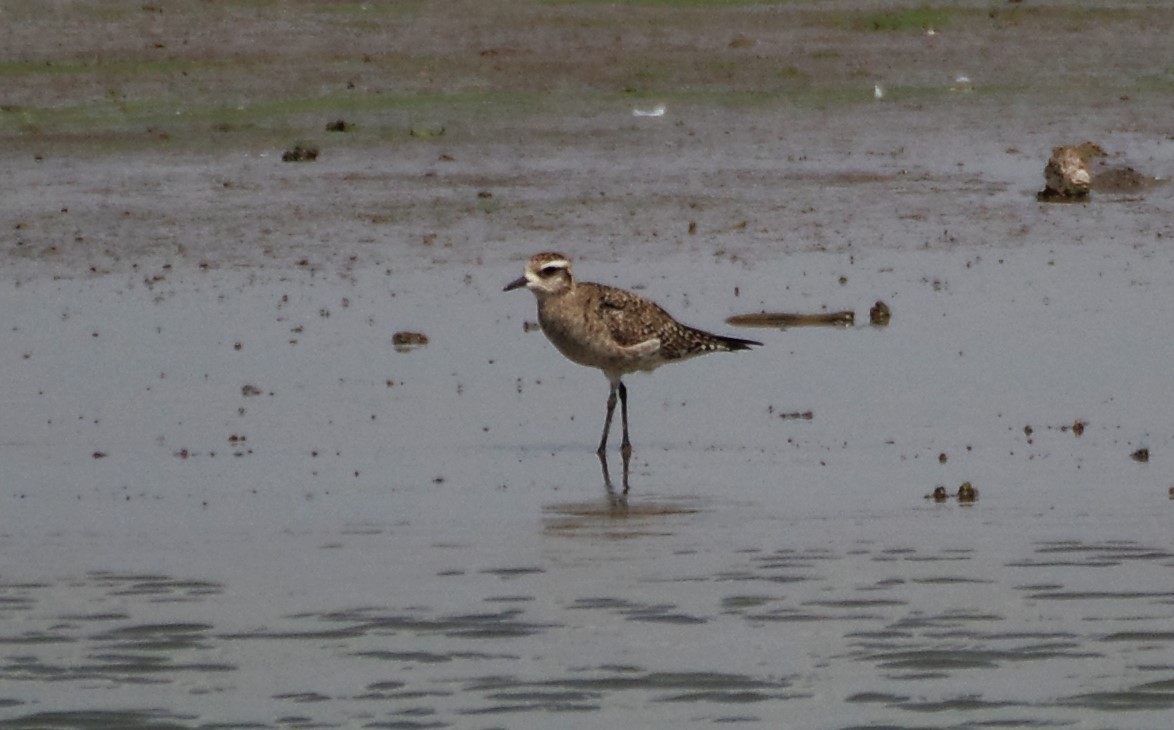 American Golden-Plover - Brenda Wright