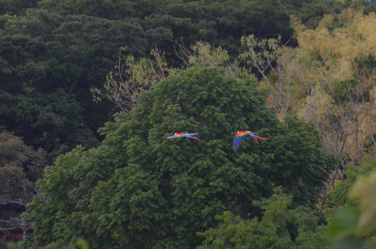 Scarlet Macaw - Anita Morales