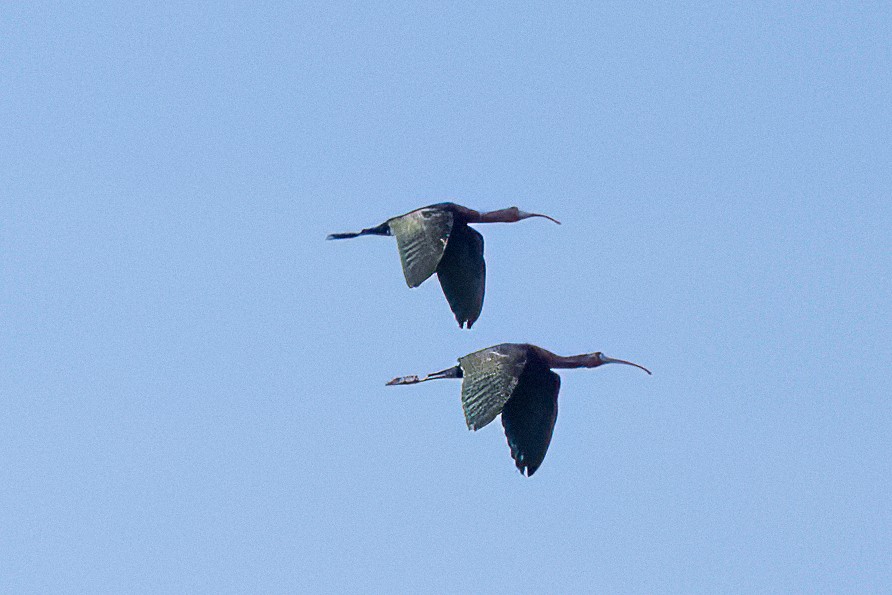 ibis hnědý - ML617159906