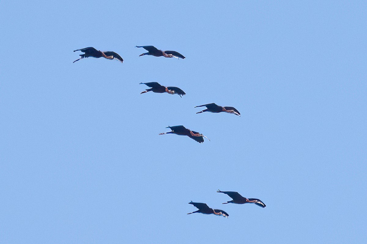 ibis hnědý - ML617159907