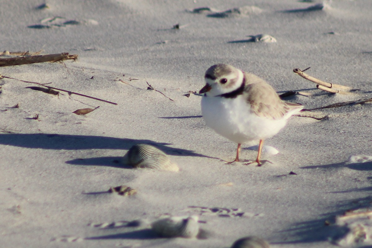Piping Plover - ML617159911