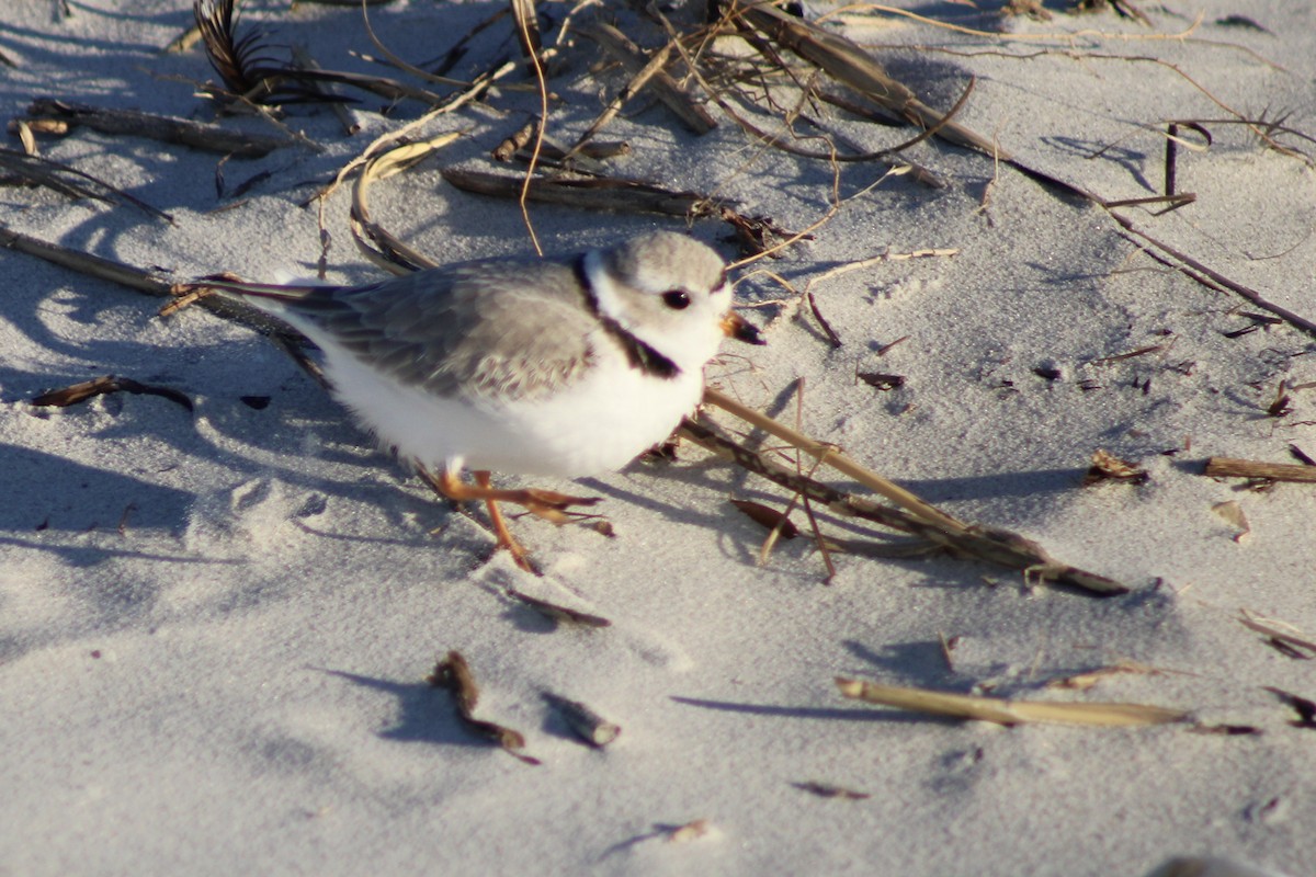 Piping Plover - ML617159915