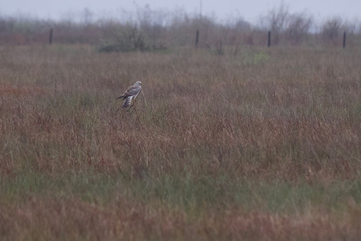 Northern Harrier - ML617159956