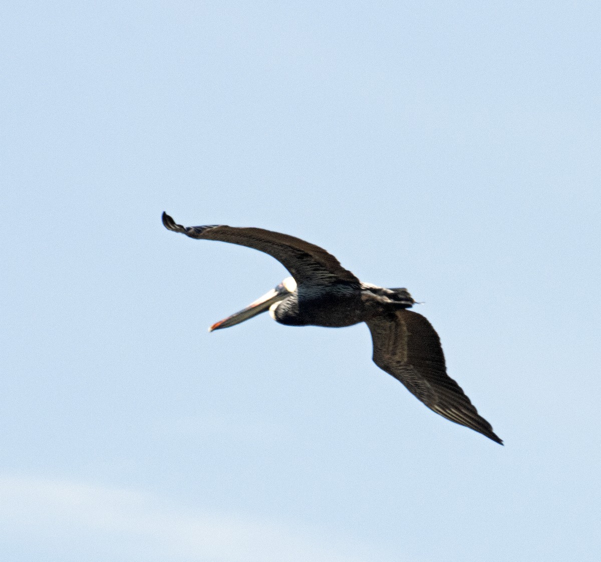 Brown Pelican - ML617159983