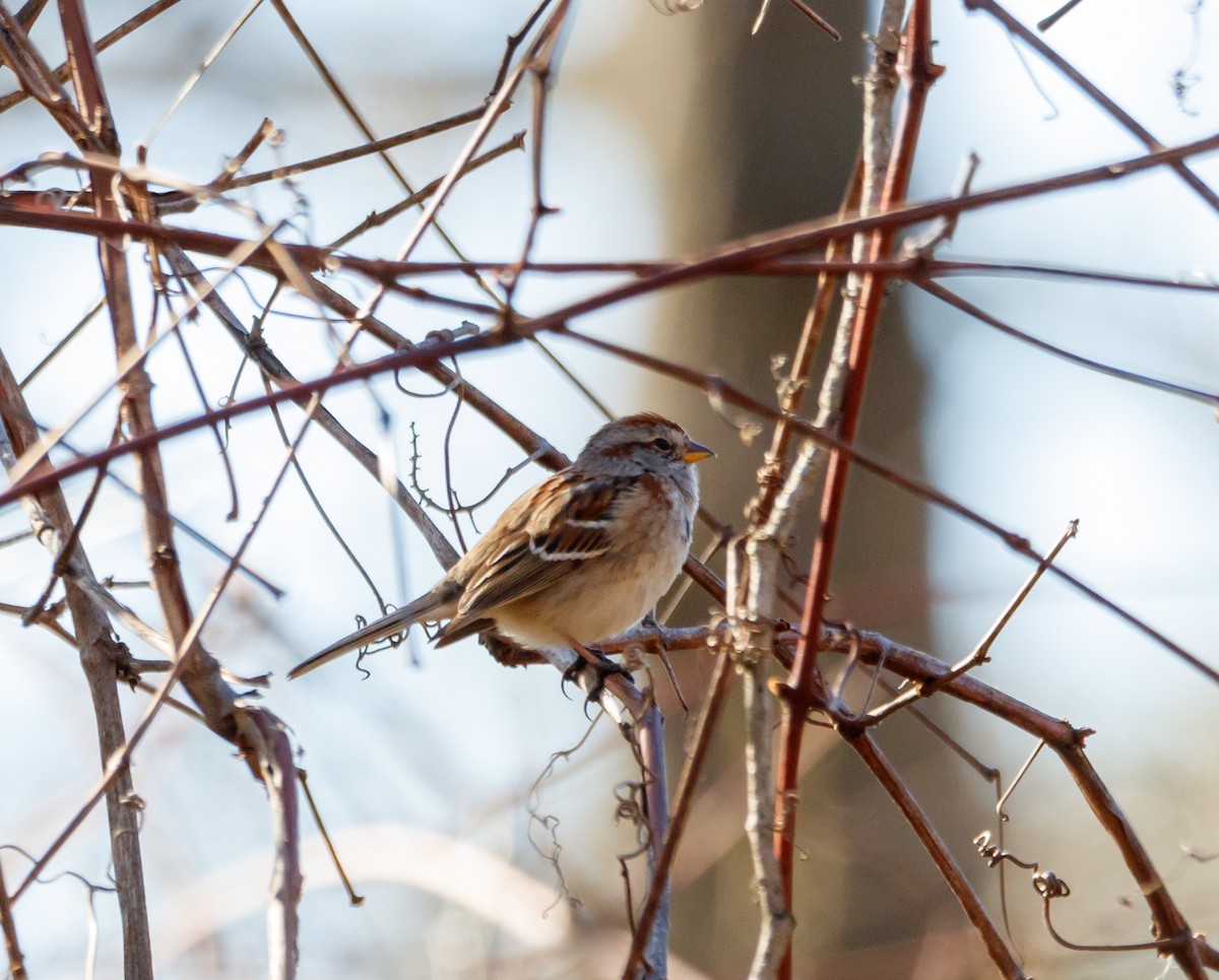American Tree Sparrow - ML617160007
