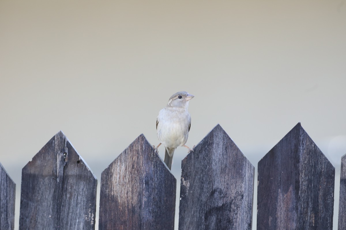 House Sparrow - ML617160008