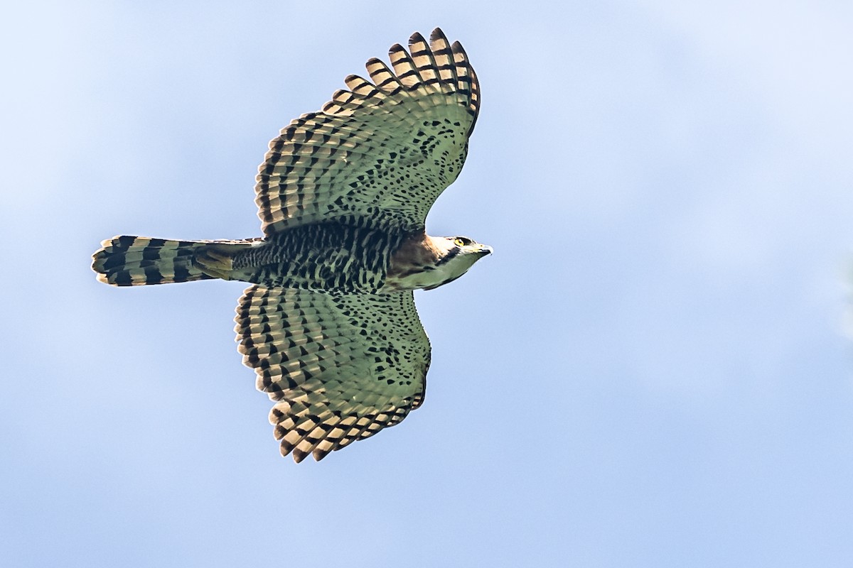 Águila Galana - ML617160032