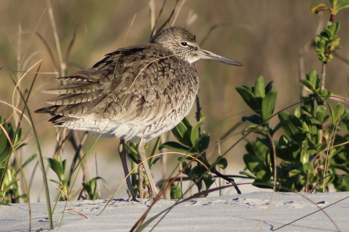 Willet - ML617160041