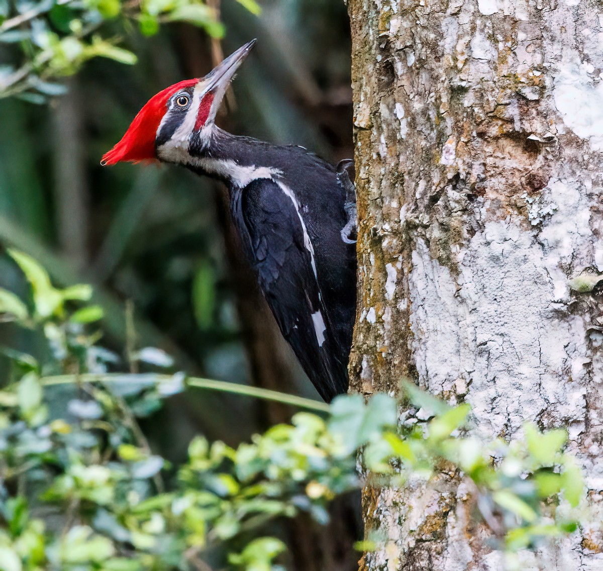 Pileated Woodpecker - ML617160046