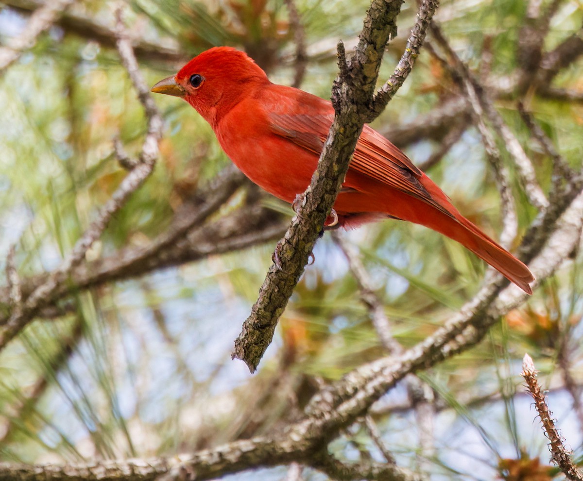 Summer Tanager - ML617160065