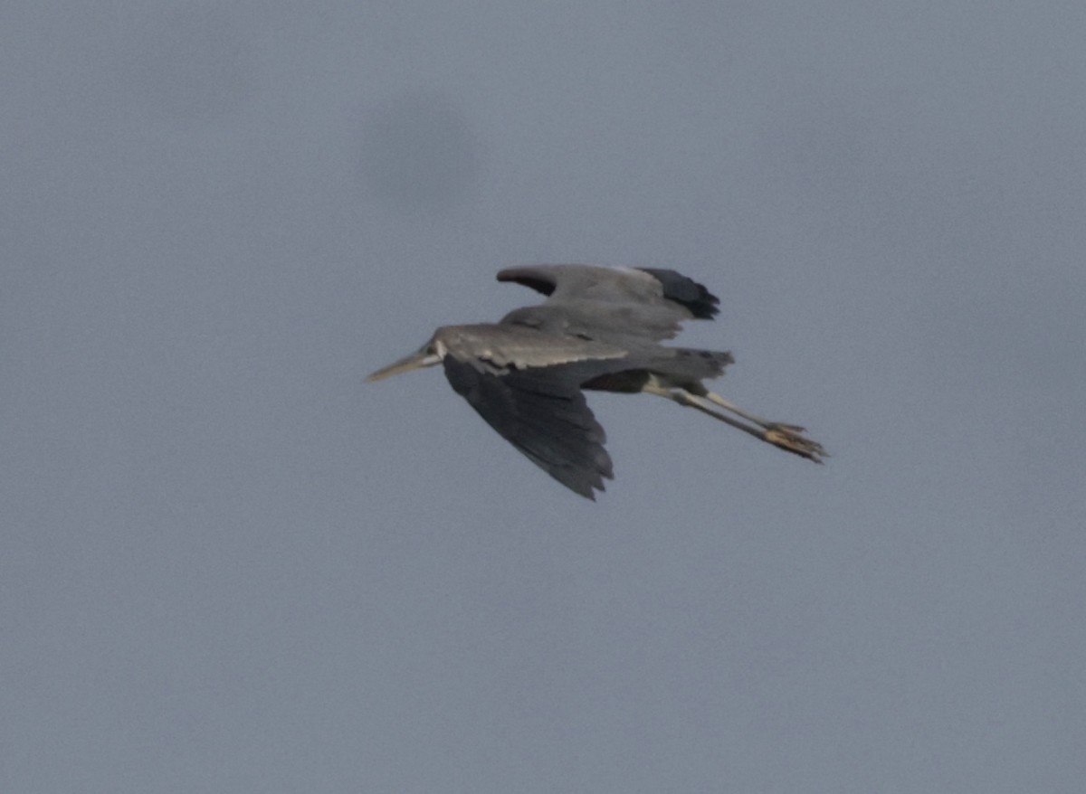 Great Blue Heron - ML617160086