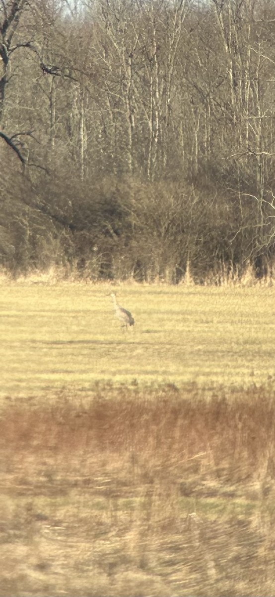 Sandhill Crane - ML617160089