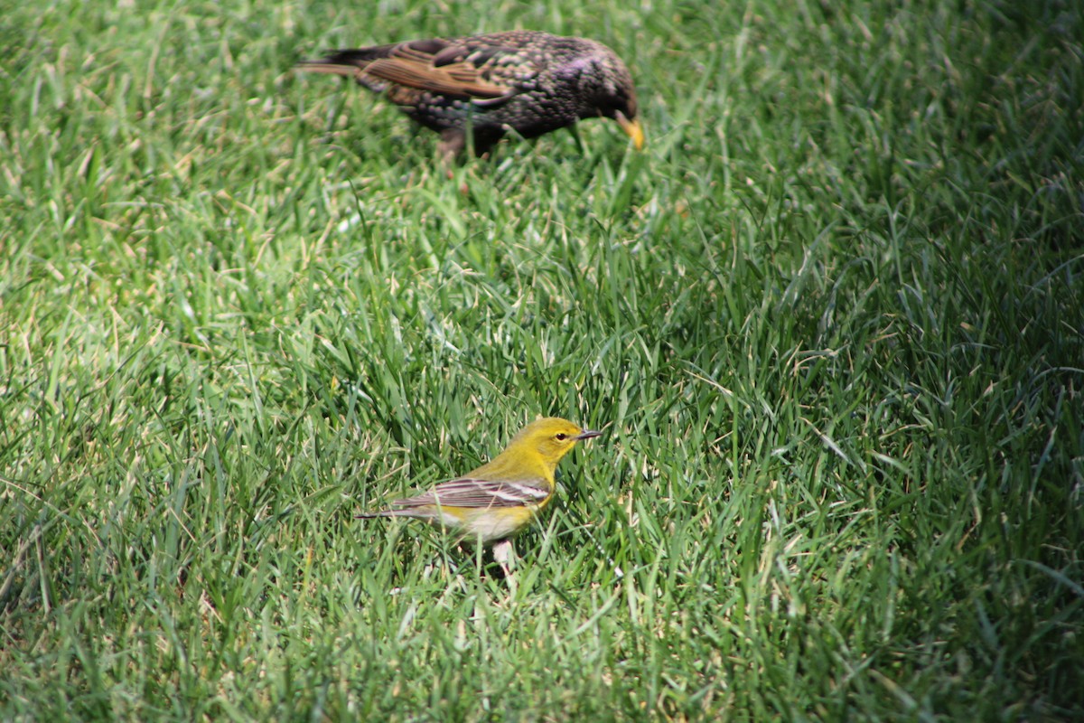 Pine Warbler - ML617160129