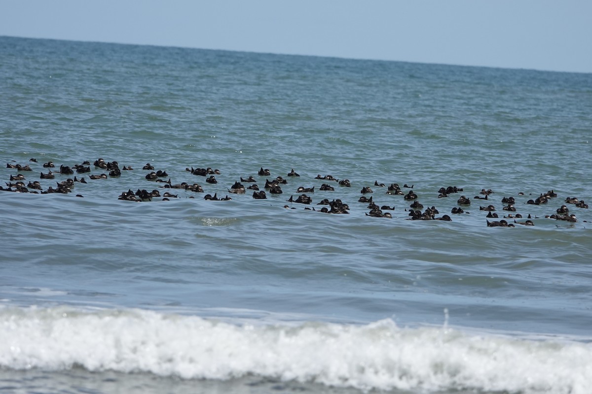 Surf/Black Scoter - ML617160146