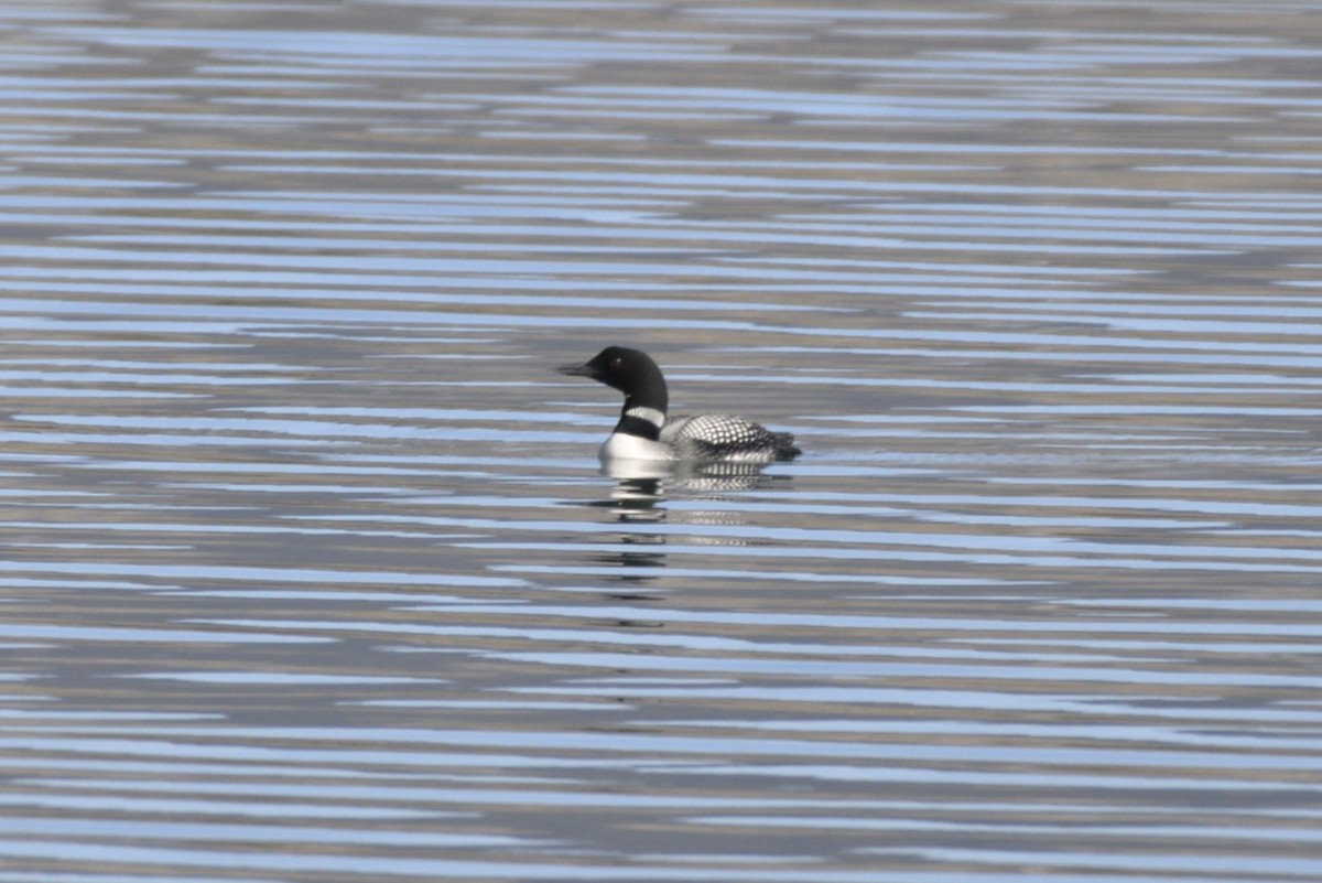 Common Loon - ML617160183