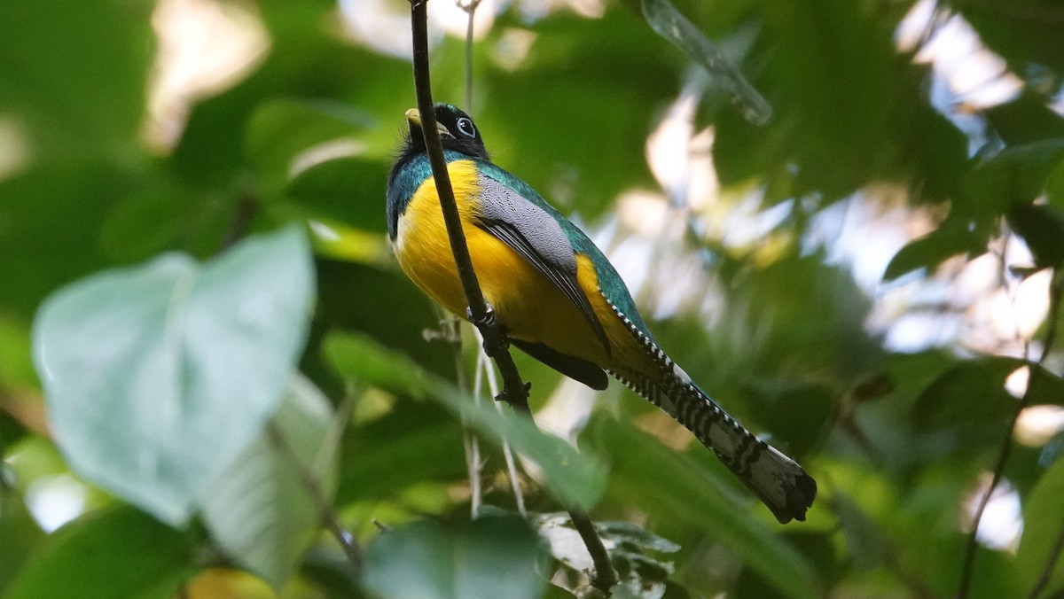 Northern Black-throated Trogon - ML617160188