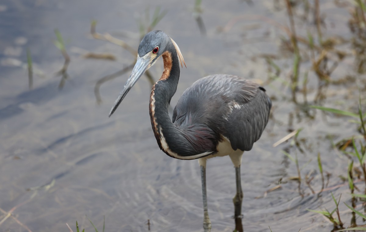 Tricolored Heron - ML617160192