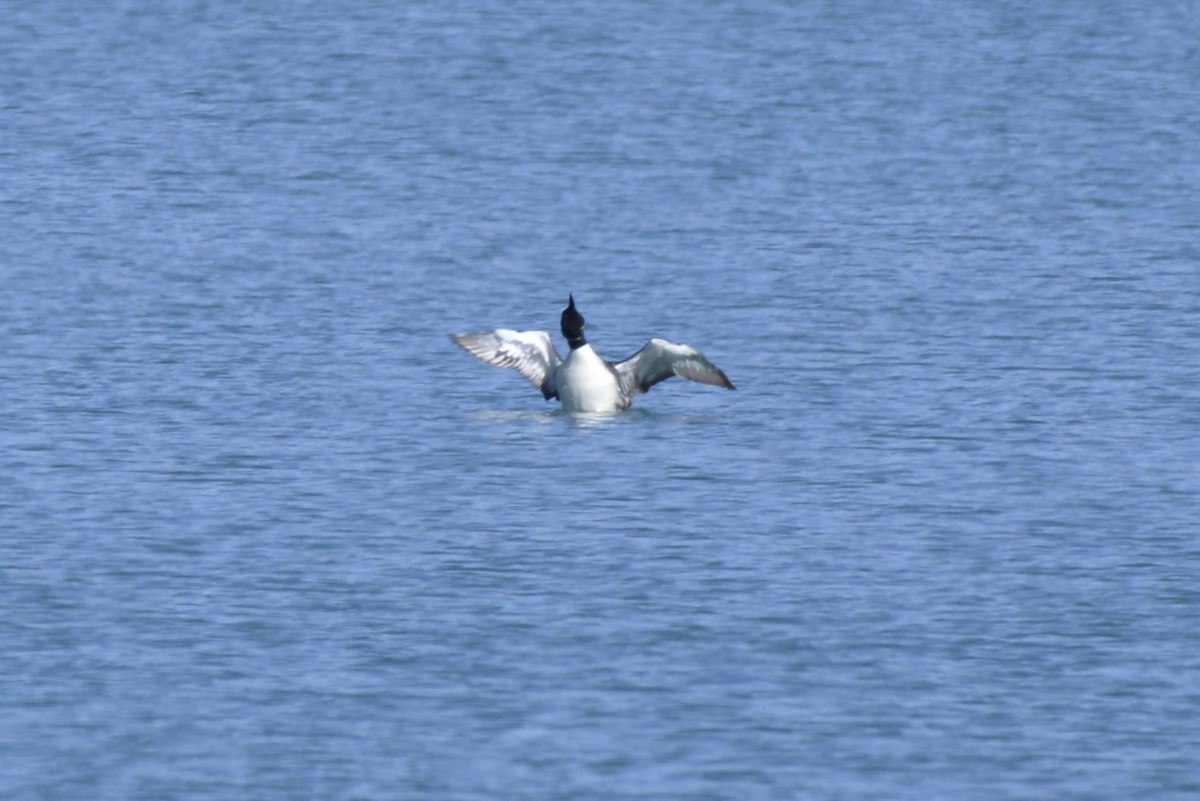 Common Loon - ML617160205