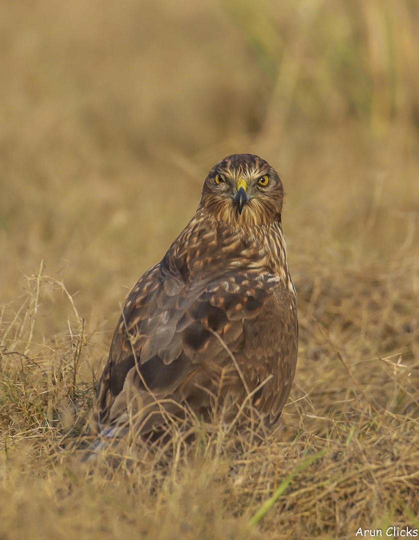 Eastern Marsh Harrier - ML617160206