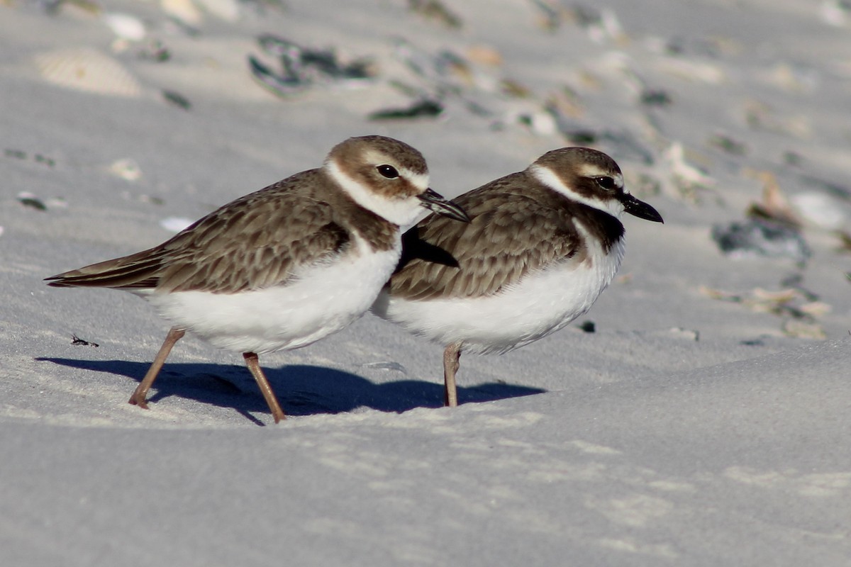 Wilson's Plover - ML617160249