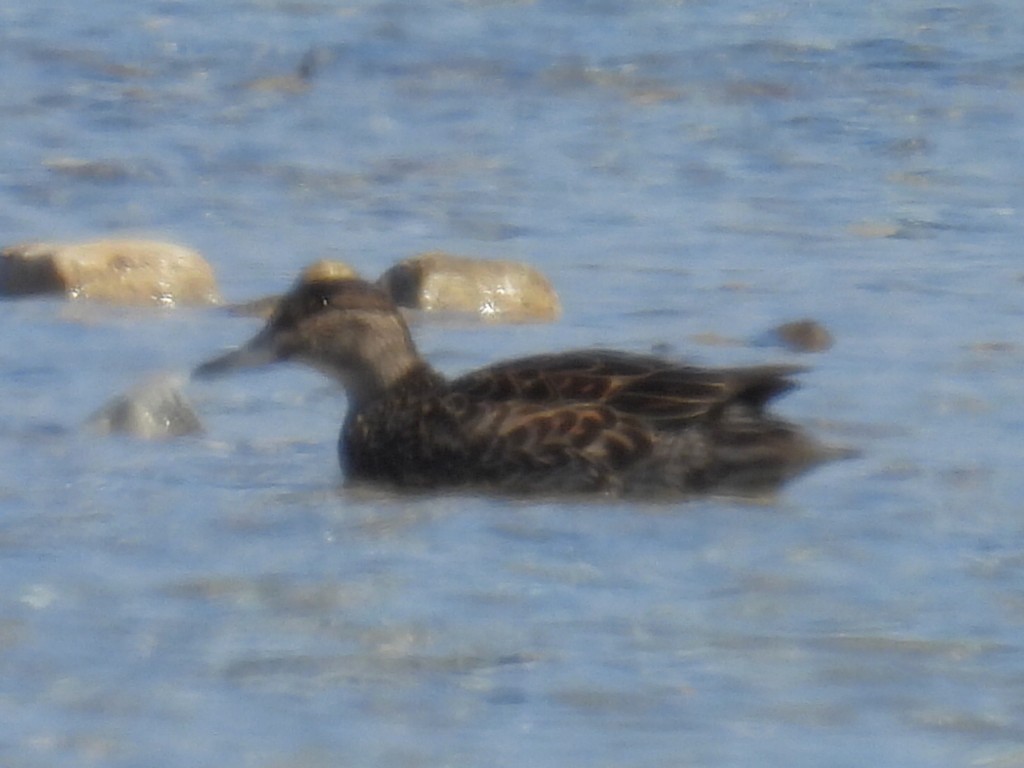 Gadwall - ML617160263