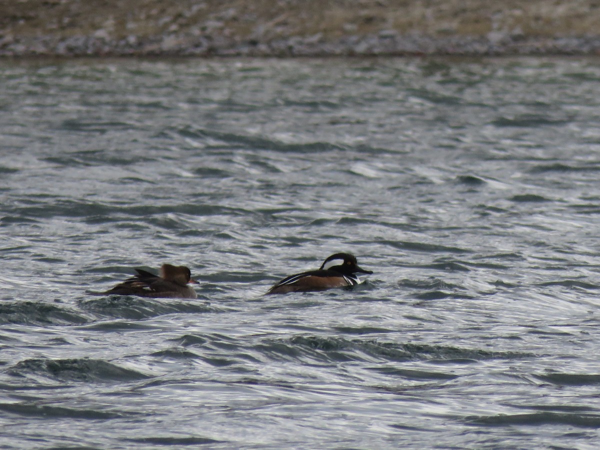 Hooded Merganser - ML617160270