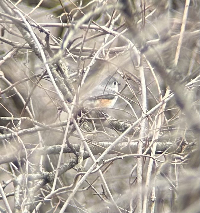 Tufted Titmouse - ML617160280