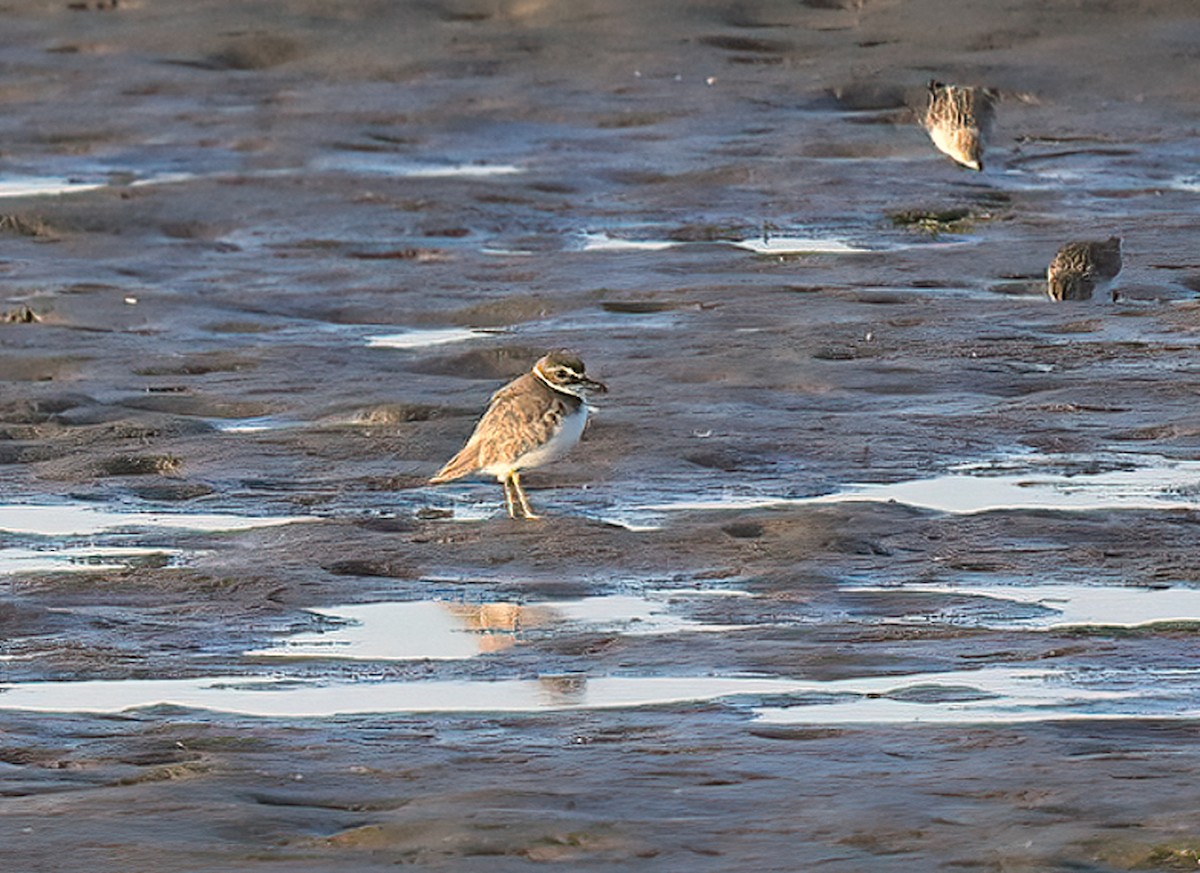 Wilson's Plover - ML617160281